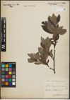 Foto von Salix lapponum L. x Salix silesiaca Willd.